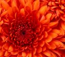 Gallery Photo 21